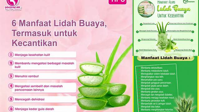 Temukan Manfaat Lidah Buaya yang Tak Terduga dan Jarang Diketahui