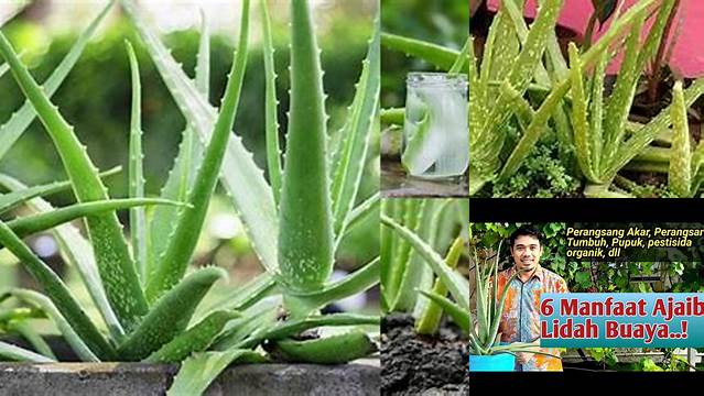 Temukan 10 Manfaat Lidah Buaya Bagi Lingkungan yang Jarang Diketahui