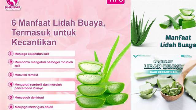 Manfaat Lidah Buaya Bagi Manusia: Penemuan dan Wawasan Eksklusif