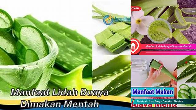 Temukan Manfaat Lidah Buaya Dimakan Mentah yang Jarang Diketahui