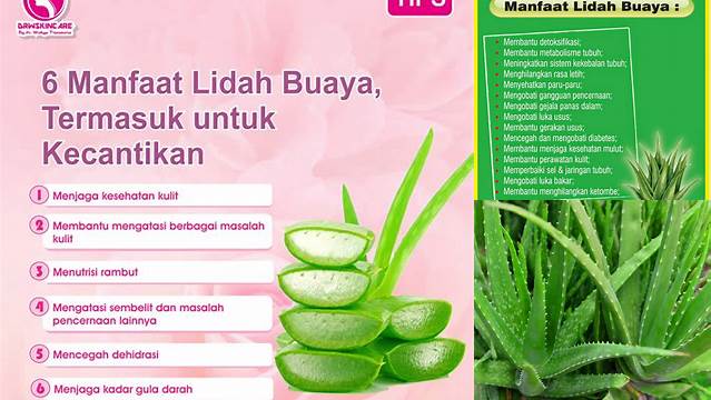 Temukan Manfaat Lidah Buaya untuk Ambeien yang Jarang Diketahui