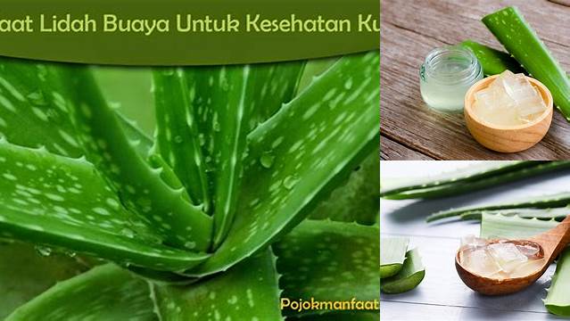 Manfaat Lidah Buaya untuk Kesehatan yang Perlu Anda Tahu