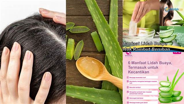 Manfaat Lidah Buaya untuk Rambut Beruban: Temukan Rahasia Rambut Sehat dan Bercahaya