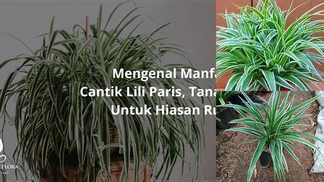 Temukan Manfaat Lili Paris yang Jarang Diketahui