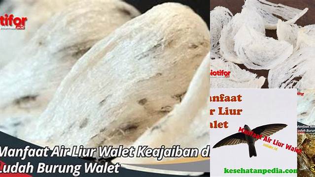 Manfaat Langka Liur Walet yang Perlu Anda Ketahui