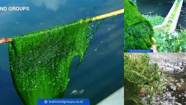 Manfaat Lumut Air yang Jarang Diketahui yang Perlu Anda Tahu