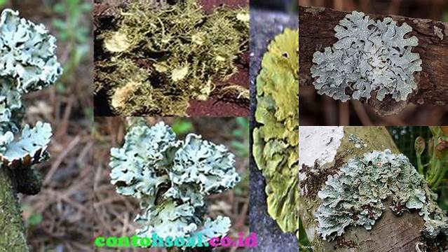 Temukan Manfaat Lumut Kerak yang Jarang Diketahui!