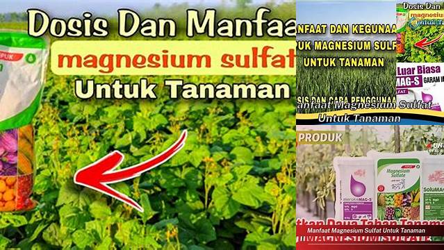 Temukan Manfaat Magnesium Sulfat untuk Tanaman yang Jarang Diketahui