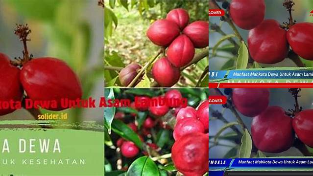 Temukan 5 Manfaat Mahkota Dewa untuk Asam Lambung yang Jarang Diketahui