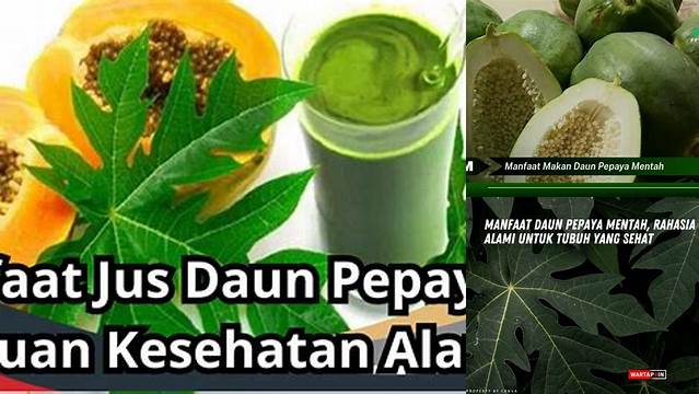 Terungkap Manfaat Daun Pepaya Mentah yang Jarang Diketahui