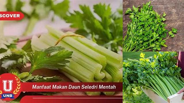 Temukan 9 Manfaat Daun Seledri Mentah yang Akan Bikin Anda Terkejut!