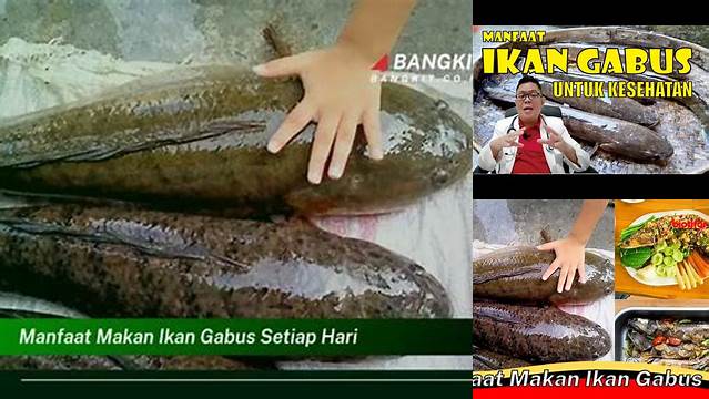 Manfaat Makan Ikan Gabus Setiap Hari yang Perlu Diketahui