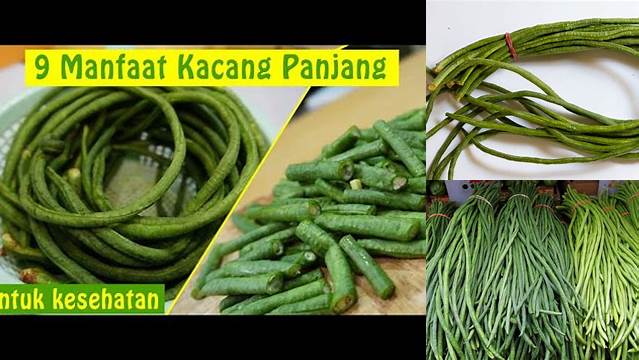 Temukan Manfaat Tersembunyi Makan Kacang Panjang Mentah yang Anda Perlu Tahu