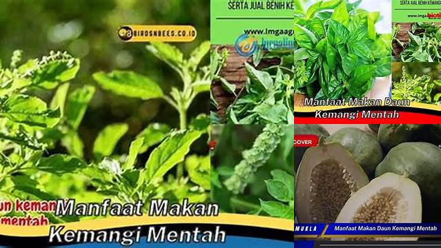 Terkuak! Khasiat Makan Kemangi Mentah yang Jarang Diketahui