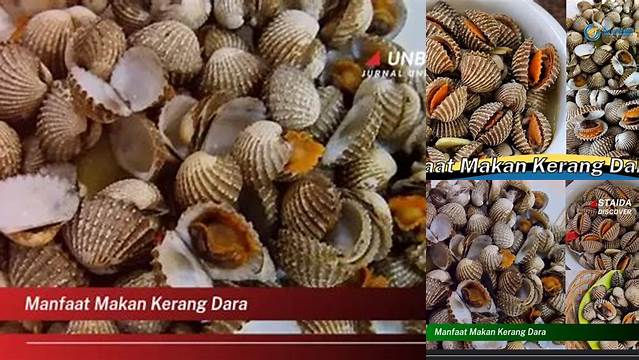Manfaat Makan Kerang Dara yang Jarang Diketahui, Wajib Tahu!