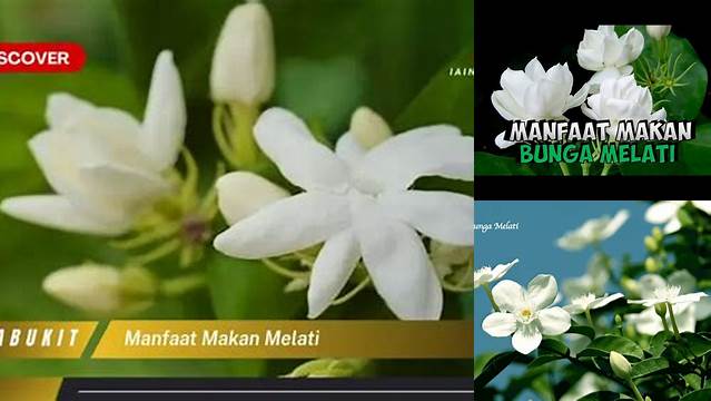 Temukan Manfaat Makan Melati yang Wajib Anda Ketahui