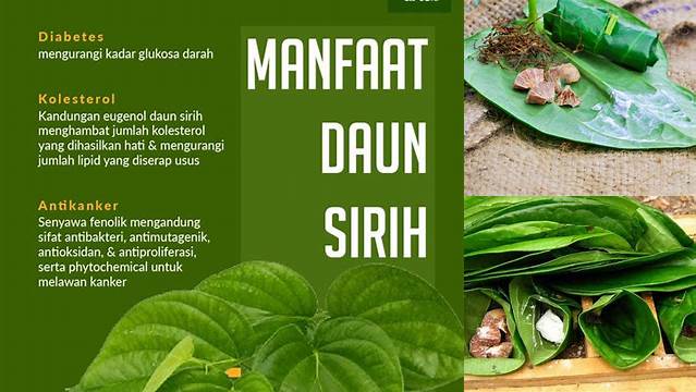 Temukan Khasiat Makan Sirih yang Jarang Diketahui, Manfaat Luar Biasa yang Perlu Anda Tahu!