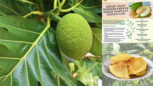 Temukan 10 Manfaat Makan Sukun yang Jarang Diketahui