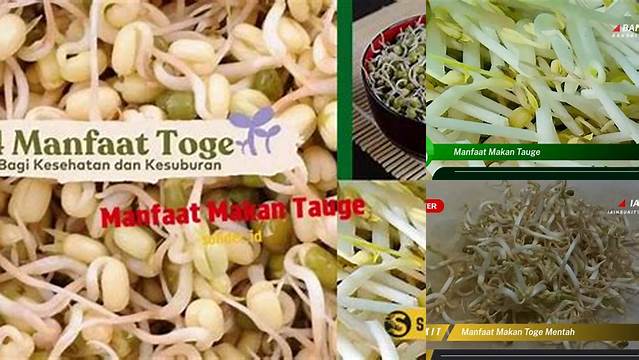 Manfaat Makan Tauge yang Jarang Diketahui, Anda Wajib Tahu!