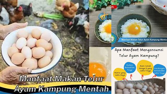 Temukan Manfaat Mengonsumsi Telur Ayam Kampung Mentah yang Jarang Diketahui
