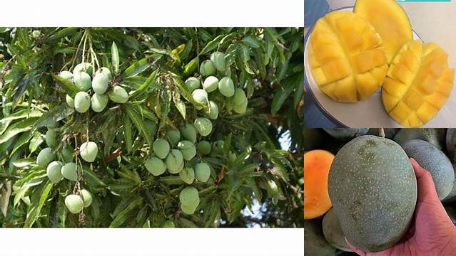 Temukan Manfaat Mangga Manalagi yang Jarang Diketahui, Anda Pasti Terkejut!