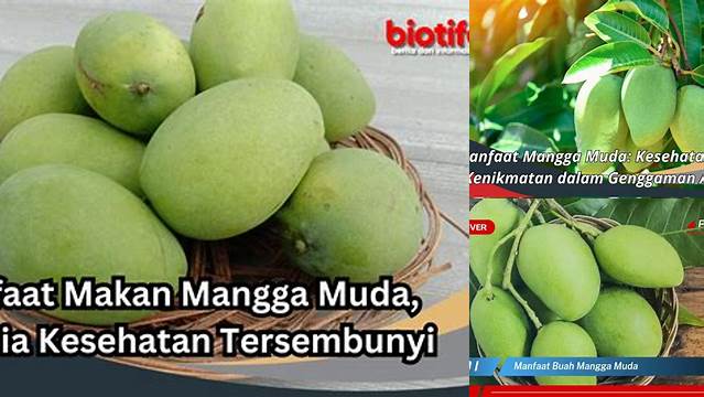 10 Manfaat Mangga Muda yang Jarang Diketahui, Wajib Anda Tahu!