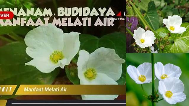 Manfaat Melati Air: Temukan Khasiatnya yang Jarang Diketahui