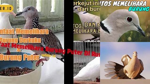 Manfaat Pelihara Burung Puter di Rumah, yang Jarang Diketahui