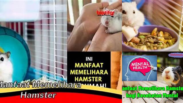 Temukan Manfaat Memelihara Hamster yang Jarang Diketahui