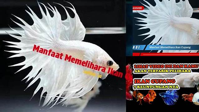 Temukan Khasiat Memelihara Ikan Cupang yang Jarang Diketahui