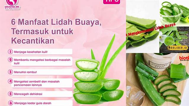 Manfaat Mengonsumsi Lidah Buaya yang Jarang Diketahui