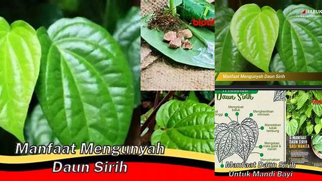 Manfaat Luar Biasa Mengunyah Daun Sirih: Temuan Menakjubkan!