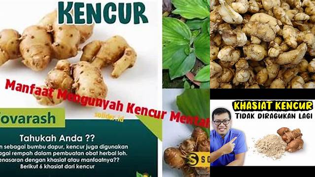 Temukan Manfaat Mengunyah Kencur yang Jarang Diketahui