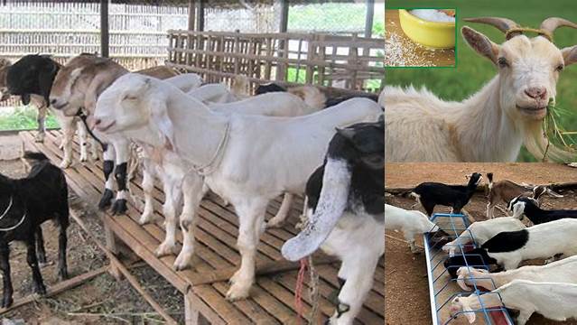 Manfaat Micin untuk Kambing yang Jarang Diketahui