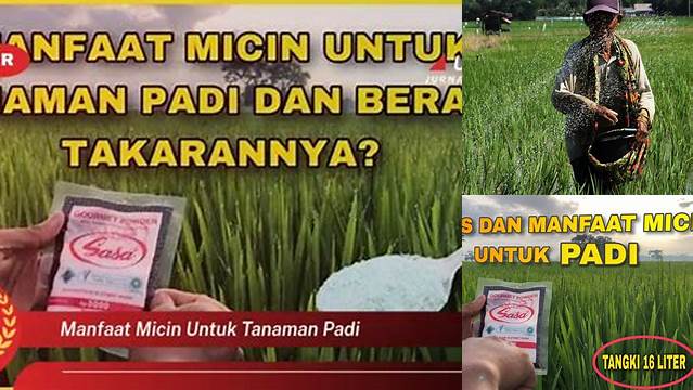 Manfaat Micin untuk Tanaman Padi: Penemuan dan Wawasan yang Jarang Diketahui