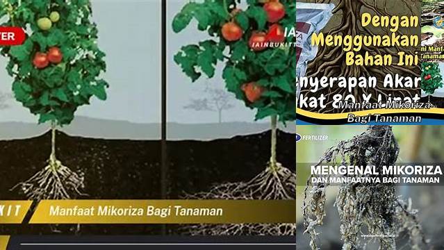  12 Manfaat Mikoriza pada Tanaman yang Jarang Diketahui 