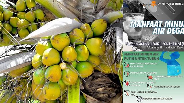 Temukan Manfaat Minum Air Degan yang Jarang Diketahui