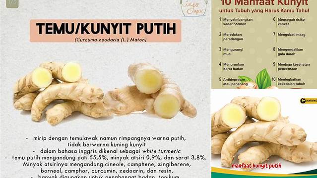 Temukan Manfaat Minum Kunyit Putih yang Jarang Diketahui!