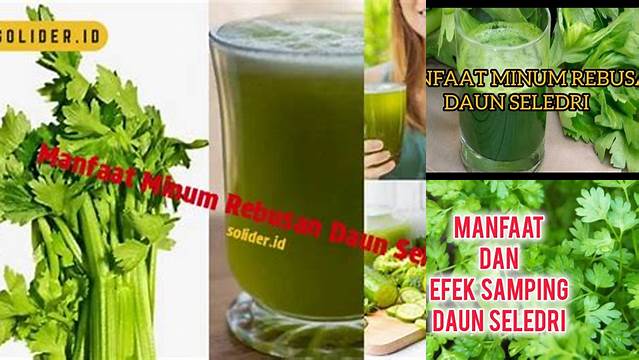 Temukan 10 Manfaat Minum Rebusan Daun Seledri yang Jarang Diketahui