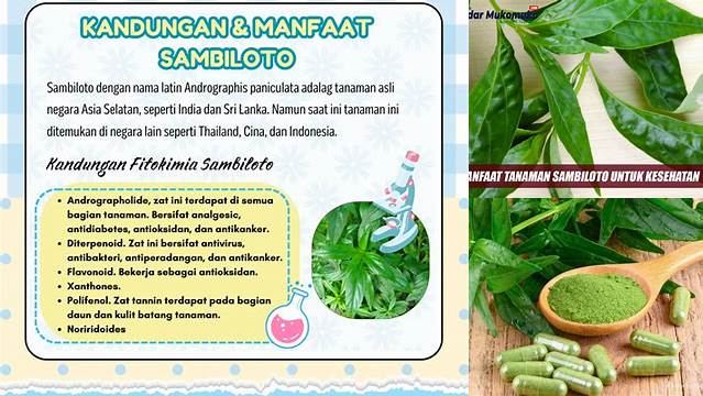 Temukan Manfaat Minum Sambiloto, Penemuan dan Wawasan Langka yang Perlu Anda Tahu