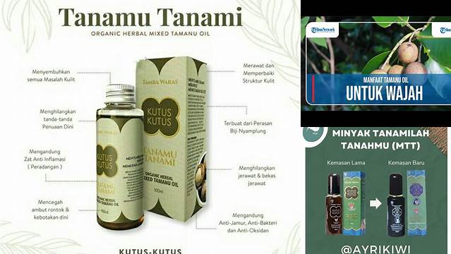 Manfaat Minyak Tanamu Tanami: Anda Perlu Tahu!