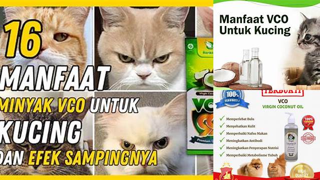 Temukan 10 Manfaat Minyak VCO untuk Kucing yang Jarang Diketahui