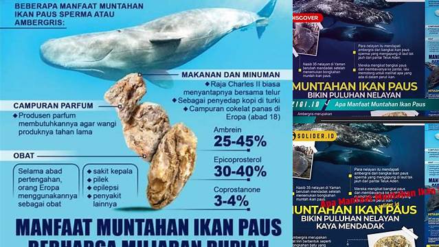 20 Manfaat Muntahan Ikan Paus yang Jarang Diketahui