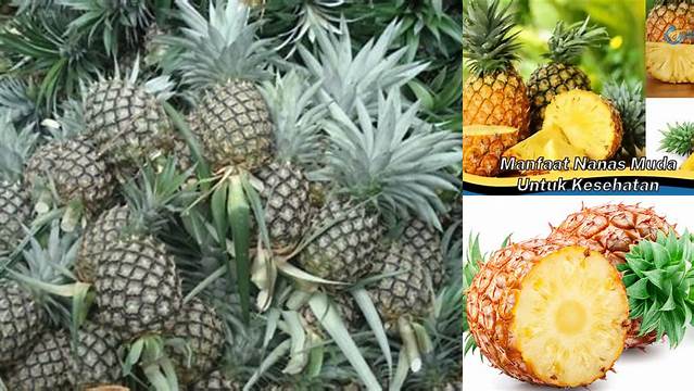 Temukan Manfaat Nanas Muda untuk Kesehatan yang Jarang Diketahui