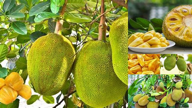 Temukan Manfaat Nangka untuk Kesehatan yang Jarang Diketahui!