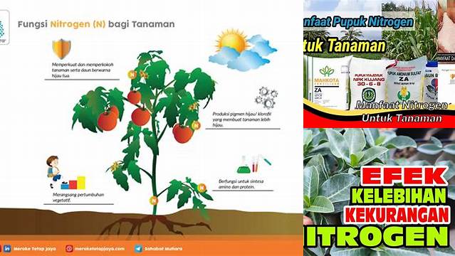 Manfaat Nitrogen untuk Tanaman yang Jarang Diketahui, Wajib Dibaca!