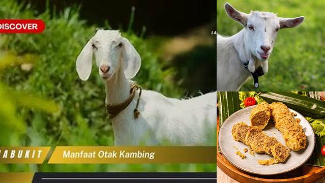 Temukan Rahasia Manfaat Otak Kambing yang Jarang Diketahui!