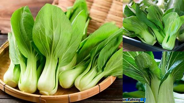 Temukan Manfaat Pakcoy untuk Kenari yang Jarang Diketahui