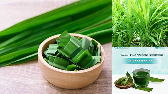 Manfaat Menakjubkan Daun Pandan yang Jarang Diketahui