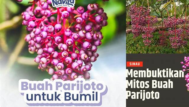 Temukan Manfaat Parijoto untuk Laki-laki yang Jarang Diketahui